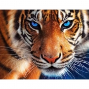 Картина алмазами на подрамнике "Тигр"