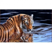 Картина алмазами на підрамнику "Тигр"