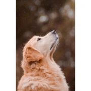 Картина алмазами з підрамником "Вірний пес"