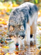 Картина алмазная мозаика "Волк на водопое"