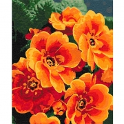 Картина на холсте по номерам "Примула оранжевая"