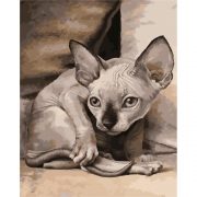 Картина по номерам "Кошка сфинкс" с лаком