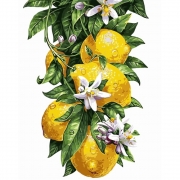 Картина за номерами "Лимони"