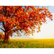 Картина по номерам "Осенний дуб"