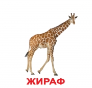 Картки Домана великі російські з фактами "Дикі тварини"