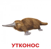 Карточки Домана большие русские  "Экзотические животные"