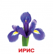 Картки Домана великі російські з фактами ламіновані "Квіти"