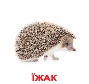 Карточки Домана большие украинские с фактами "Дикие животные"