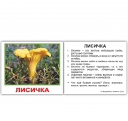 Картки Домана міні російські з фактами "Гриби"