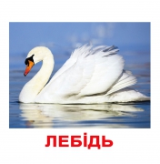 Карточки большие украинские с фактами "Птицы"