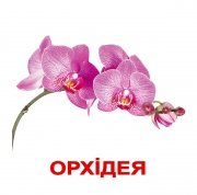 Картки ламіновані великі українські з фактами "Квіти"