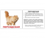 Карточки мини русские с фактами "Породы кошек"