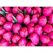 Набор для росписи по номерам "Розовые тюльпаны" в коробке