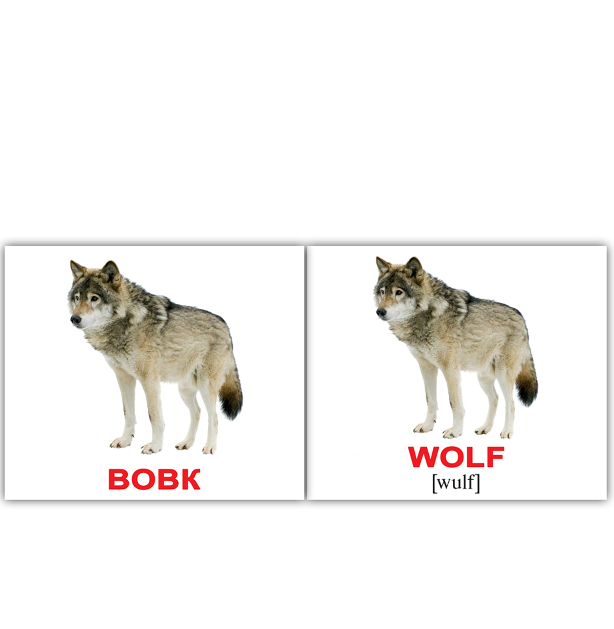Слово wolf. Карточки животных. Карточки Домана животные. Волк карточка для детей. Карточки Домана Дикие животные.